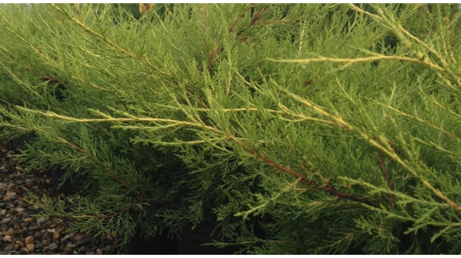 Можжевельник китайский 