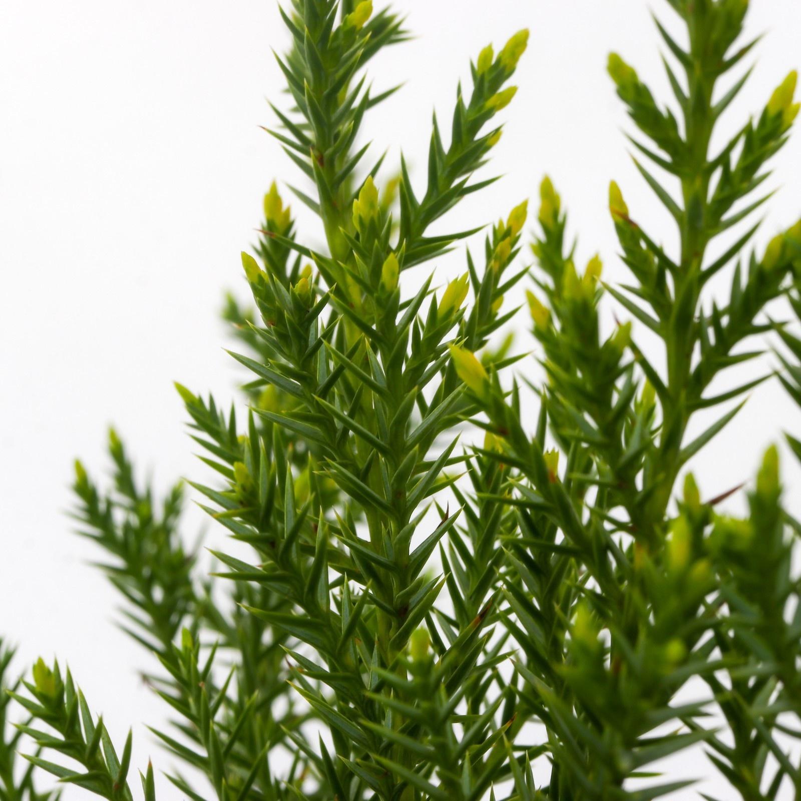 Можжевельник китайский 