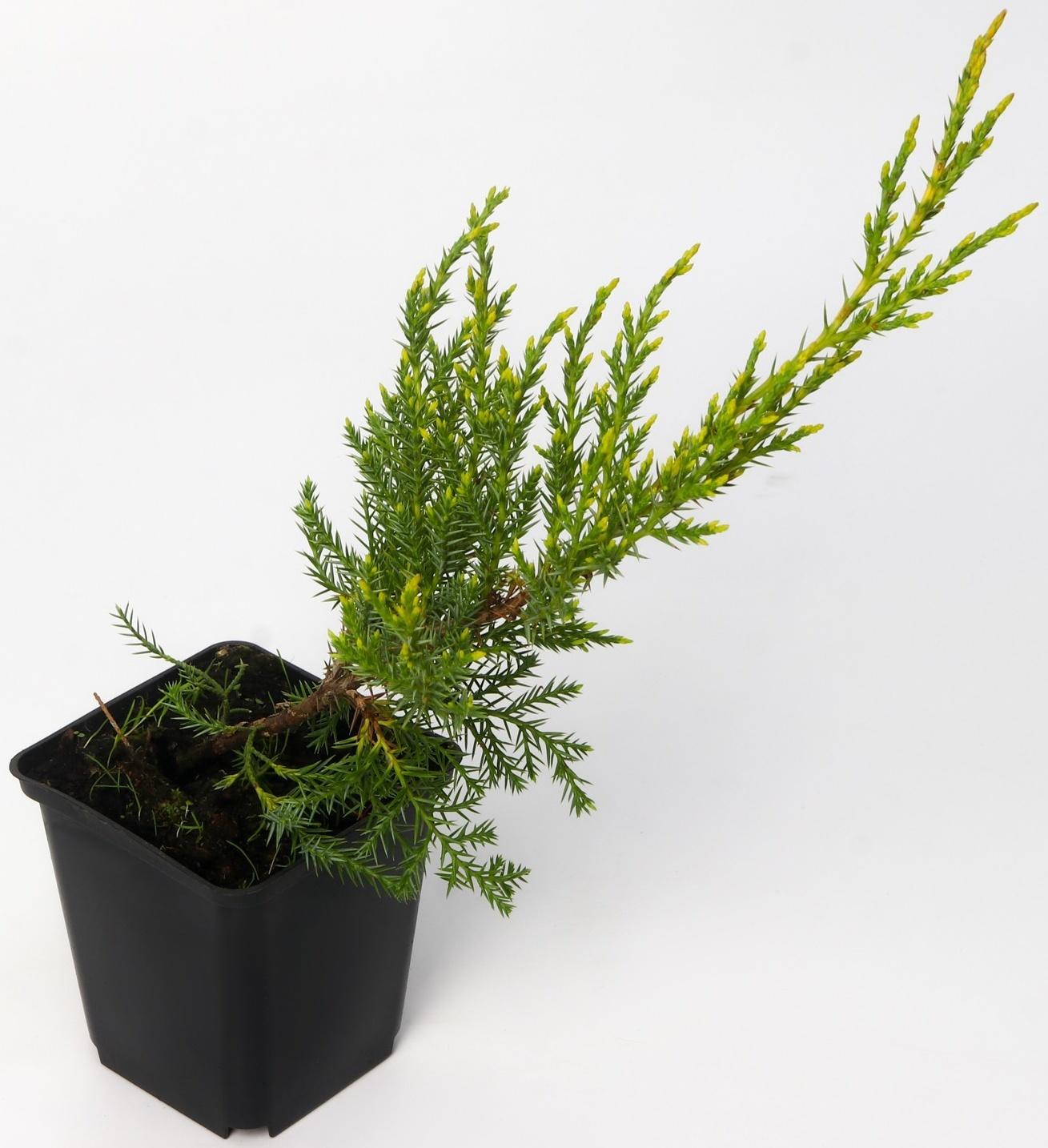 Можжевельник китайский 