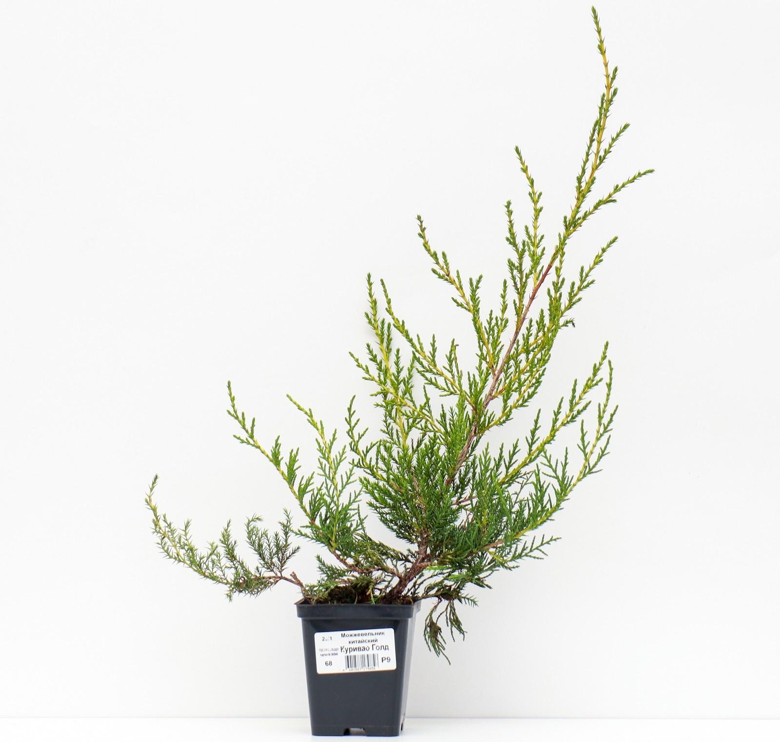 Можжевельник китайский 