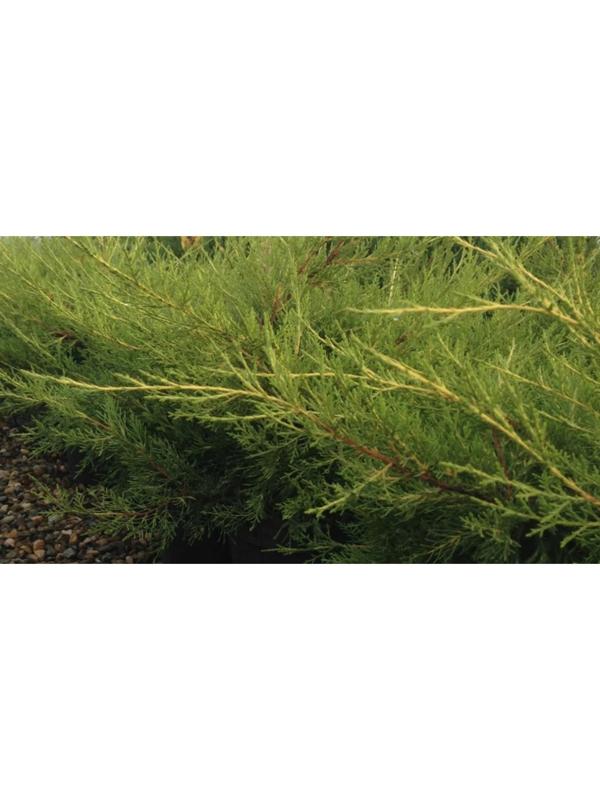 Можжевельник китайский 