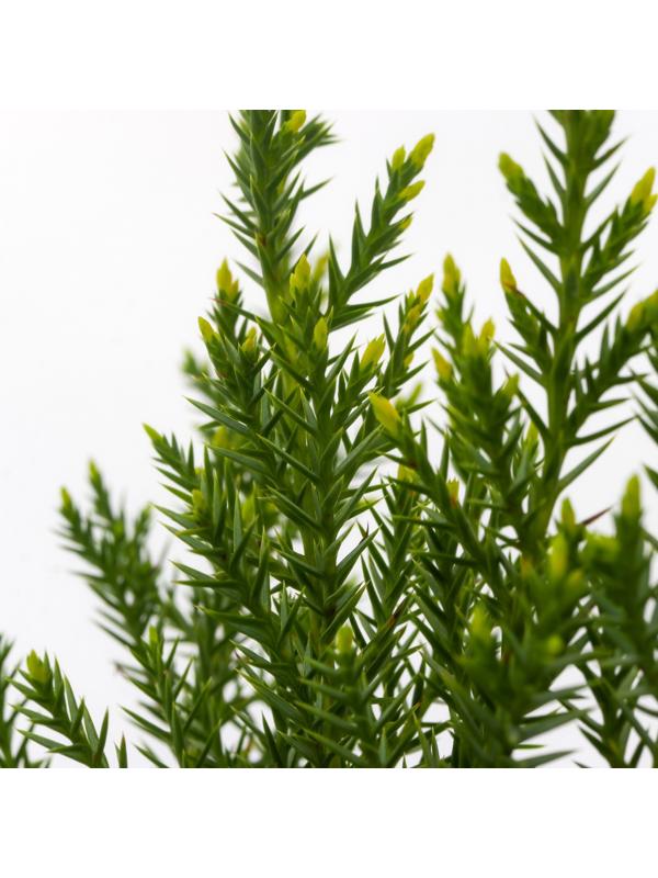 Можжевельник китайский 