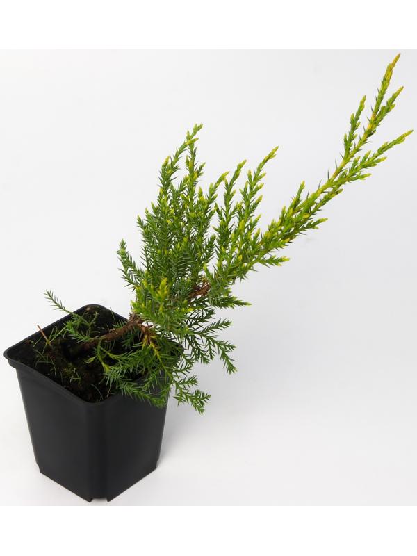 Можжевельник китайский 