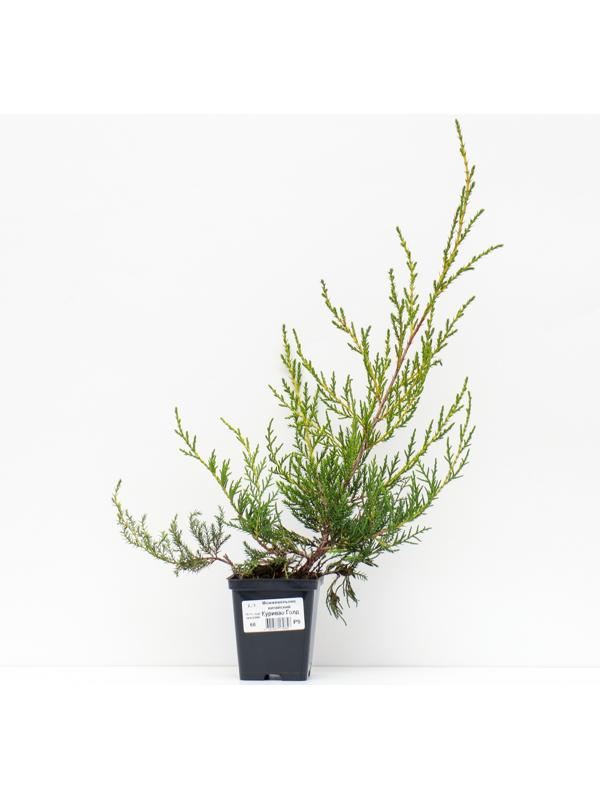 Можжевельник китайский 