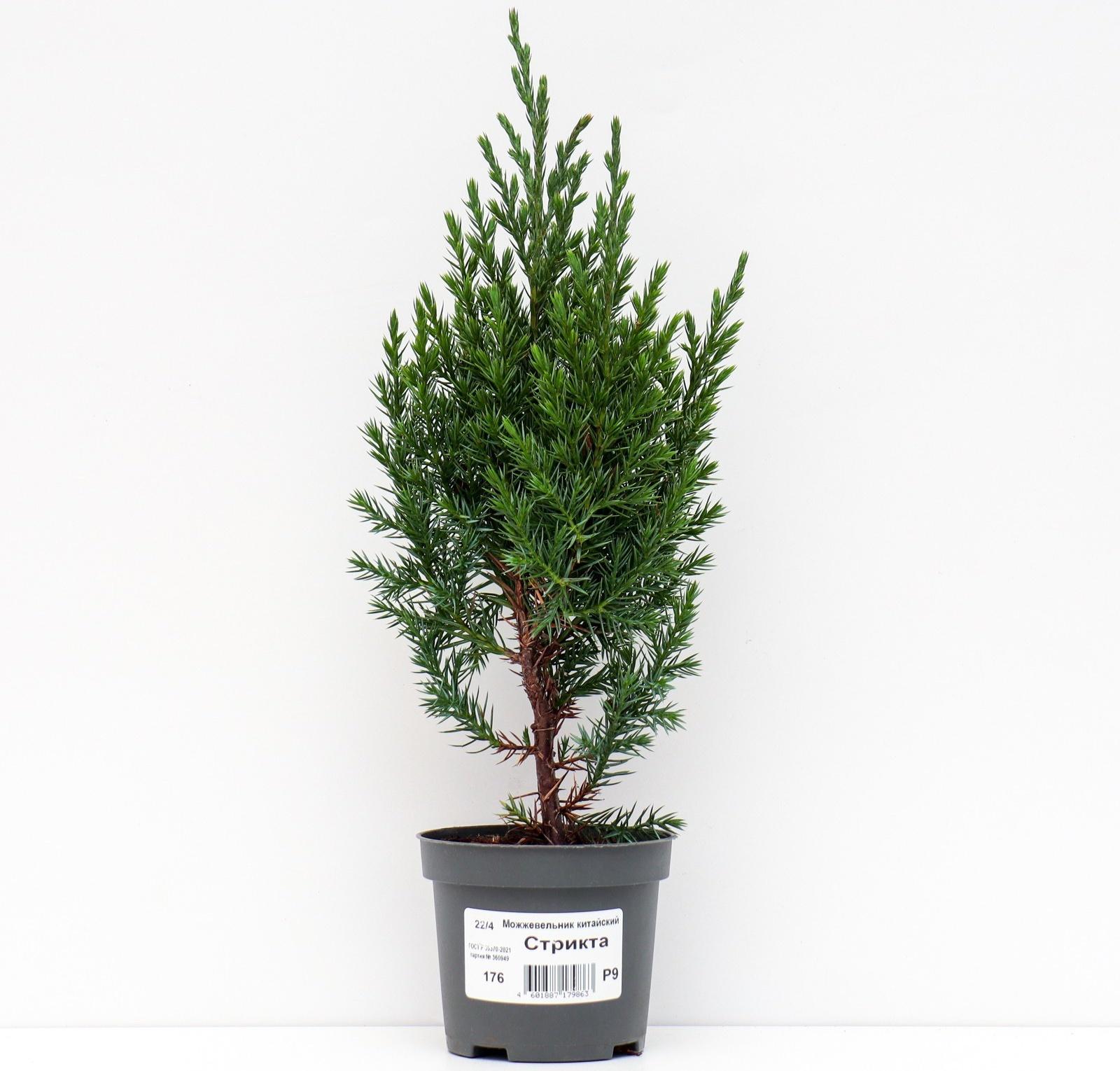 Можжевельник китайский 