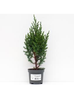 Можжевельник китайский 