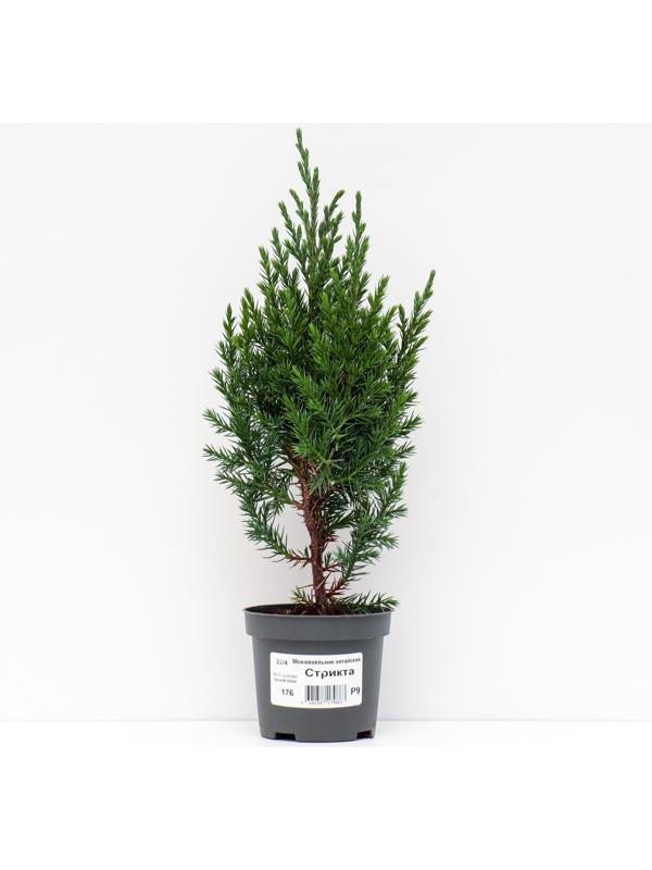 Можжевельник китайский 