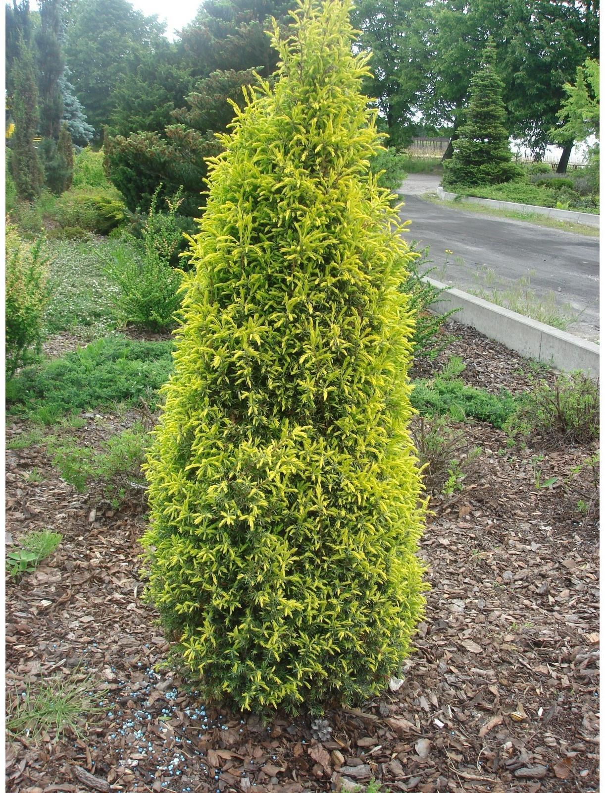 Можжевельник обыкновенный 