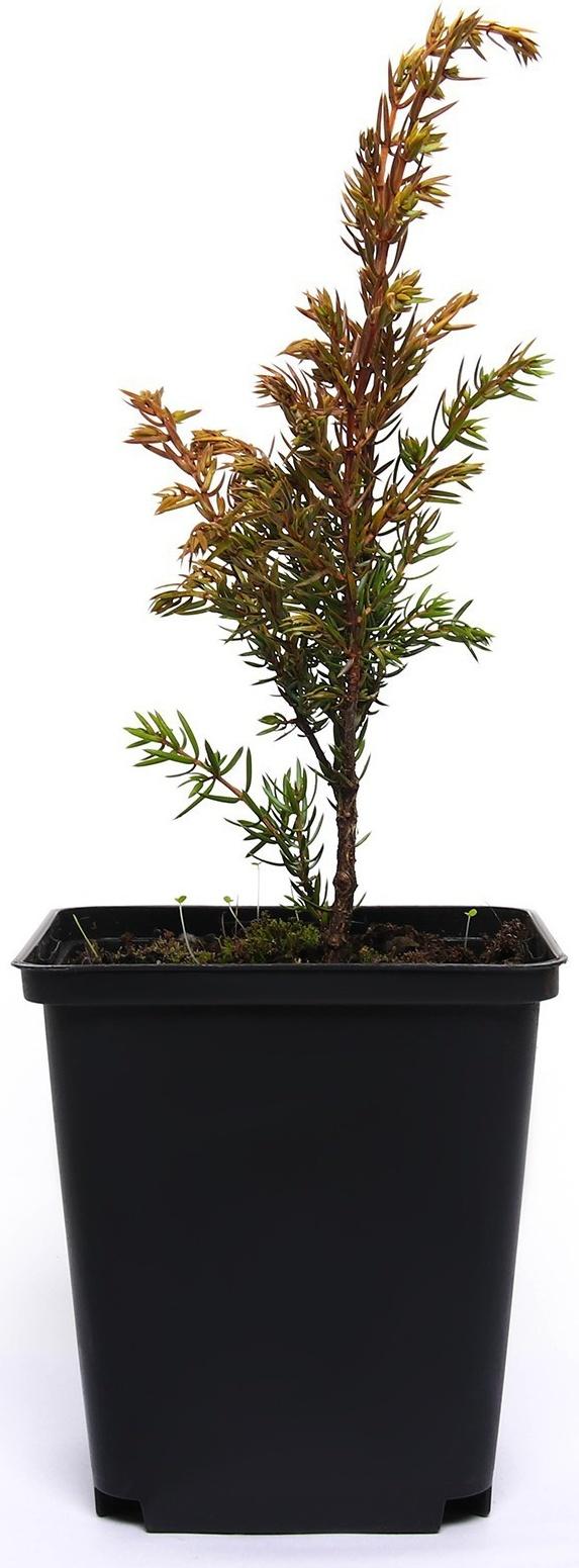 Можжевельник обыкновенный 