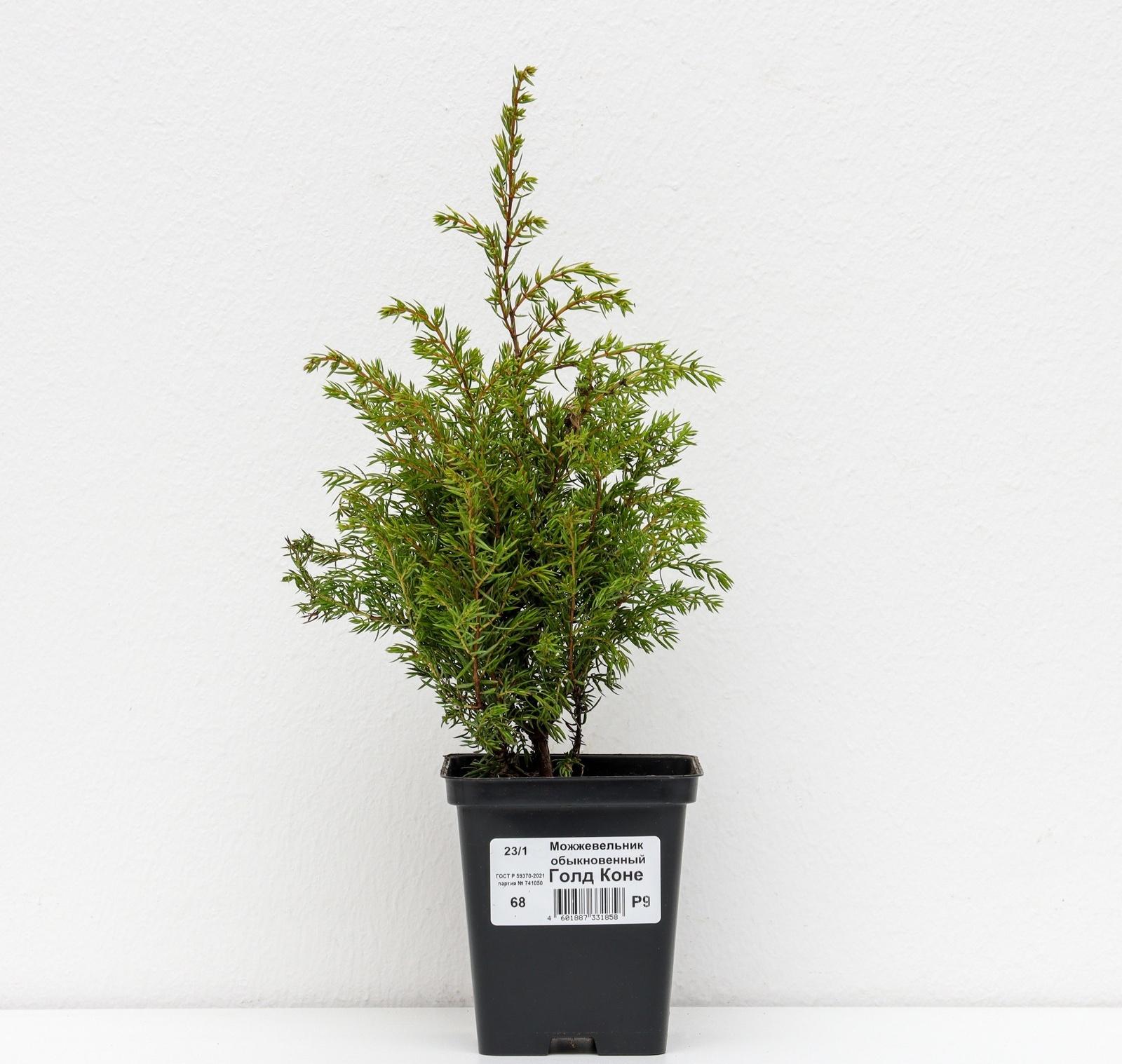 Можжевельник обыкновенный 