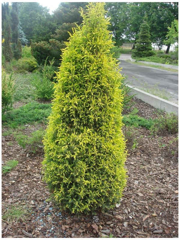 Можжевельник обыкновенный 