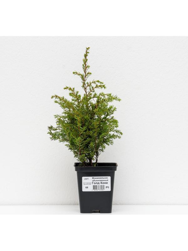 Можжевельник обыкновенный 