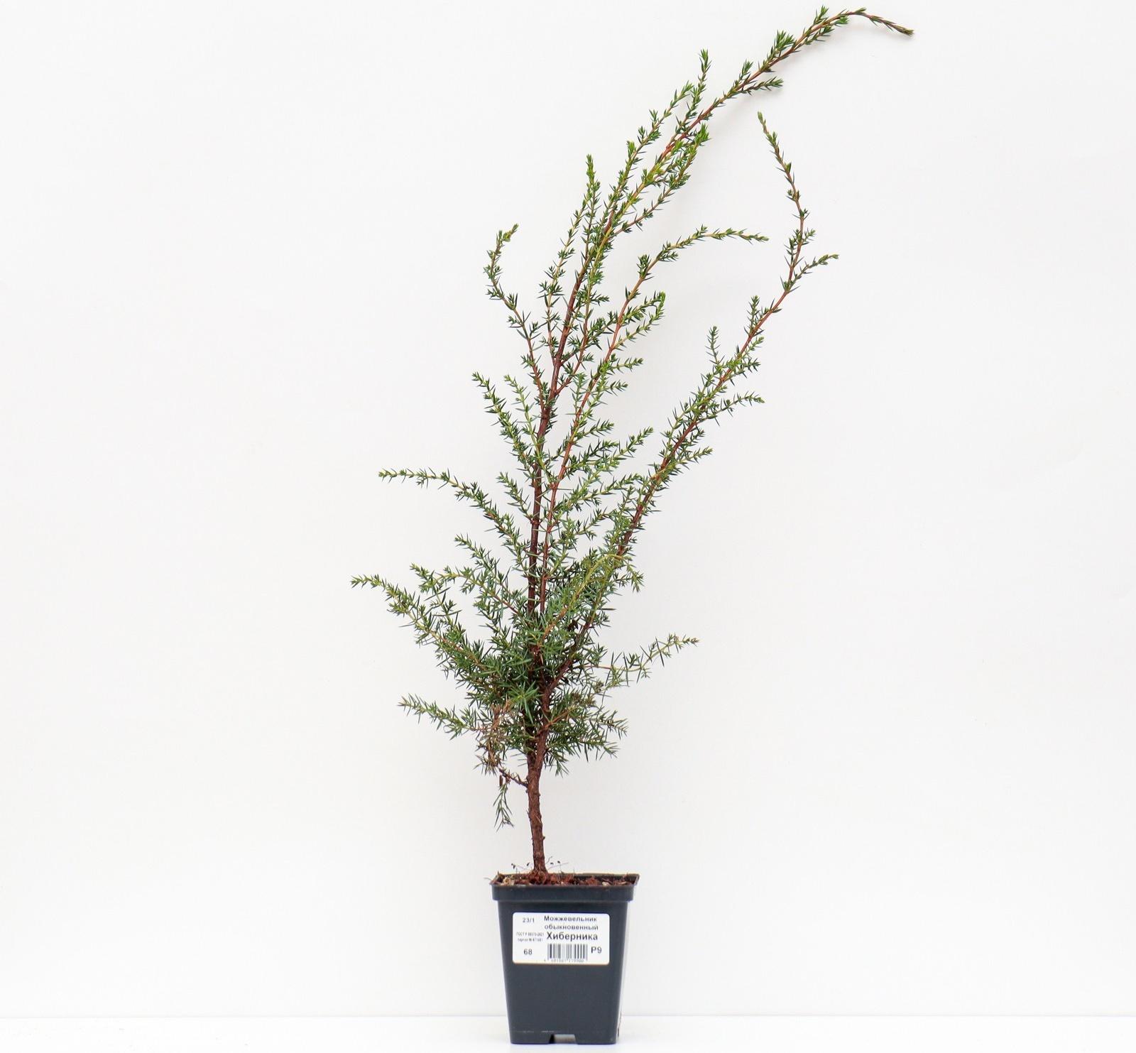 Можжевельник обыкновенный 