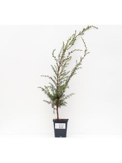 Можжевельник обыкновенный 