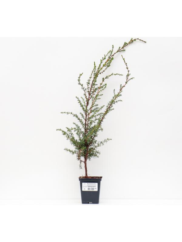 Можжевельник обыкновенный 