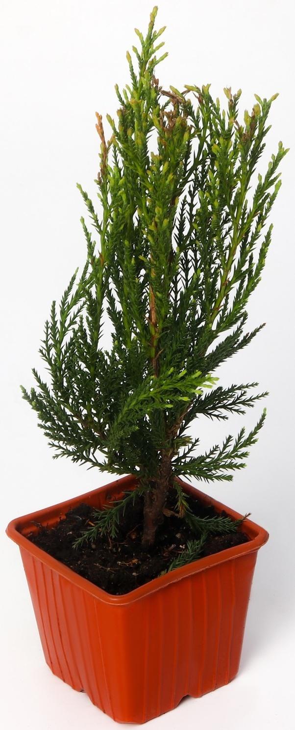 Можжевельник скальный 