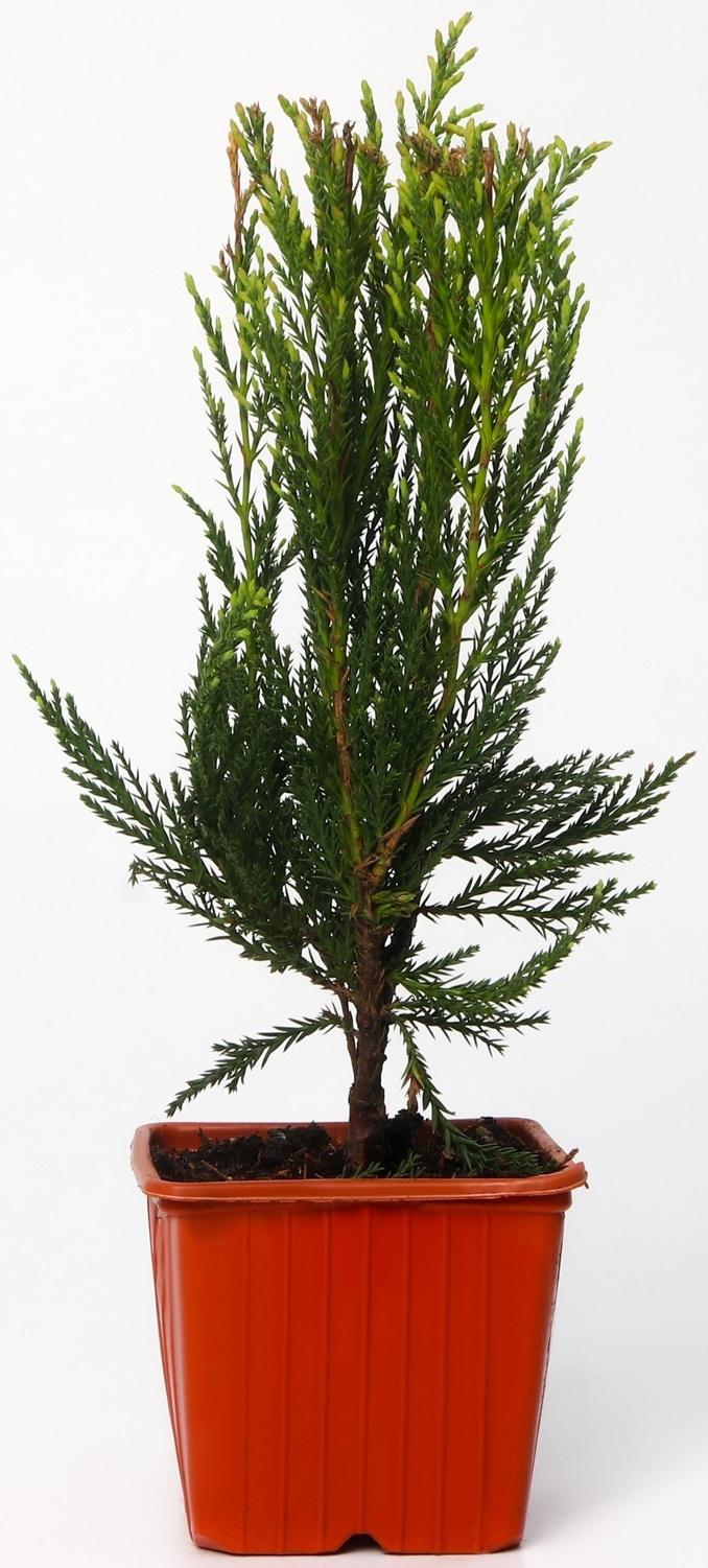 Можжевельник скальный 