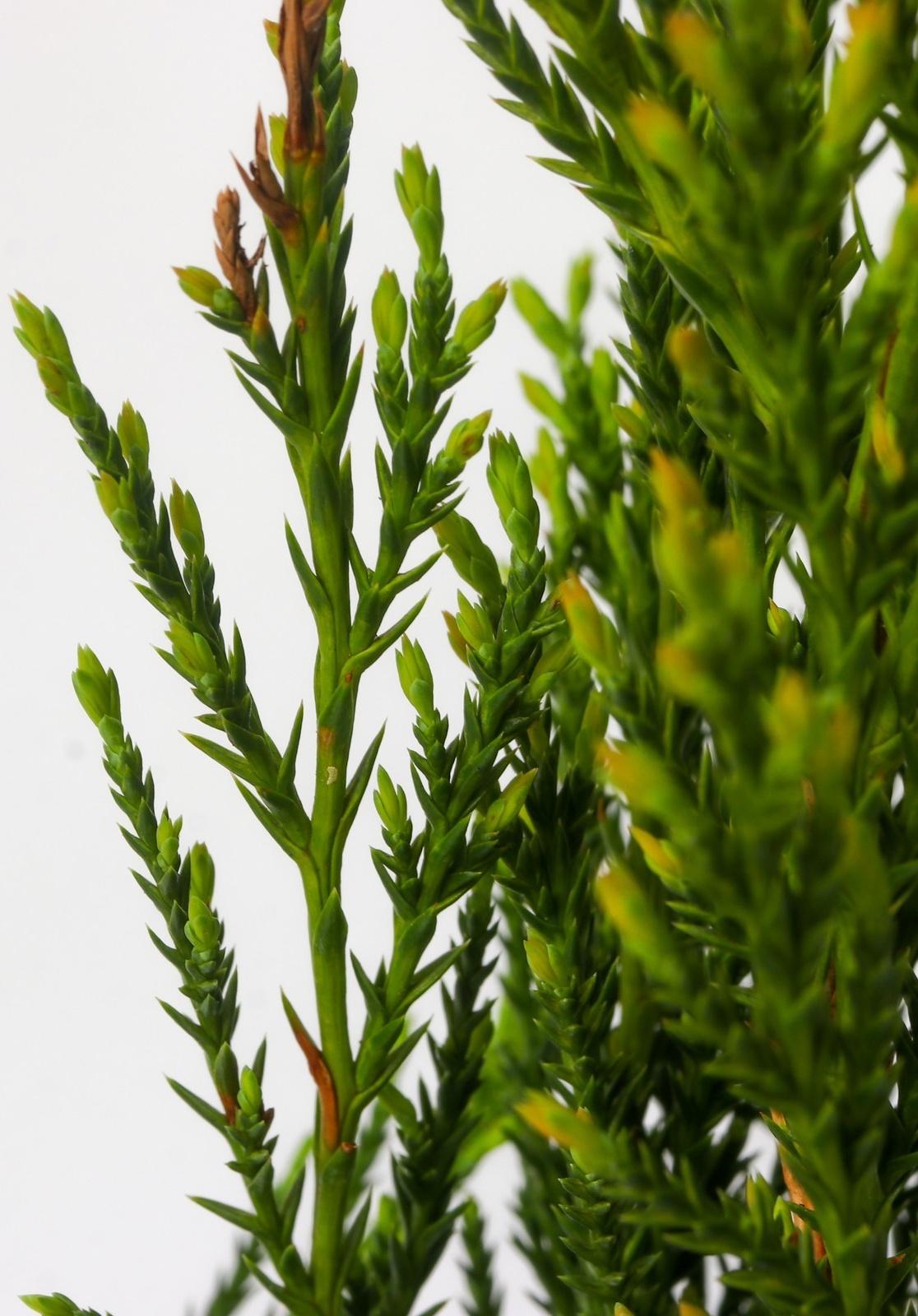 Можжевельник скальный 