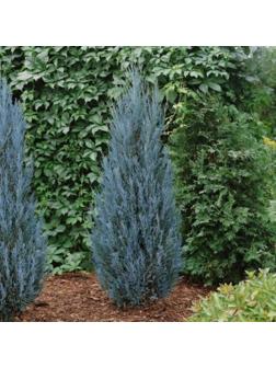 Можжевельник скальный 