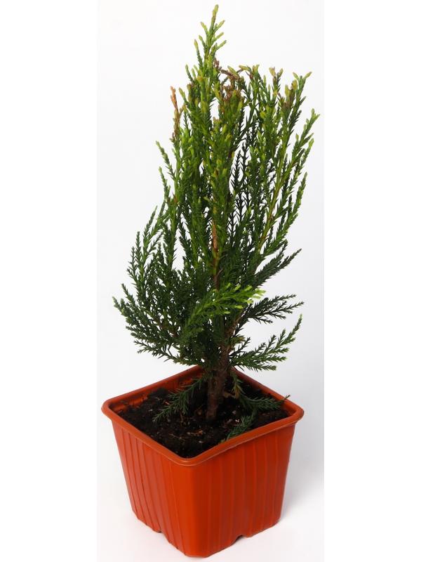 Можжевельник скальный 