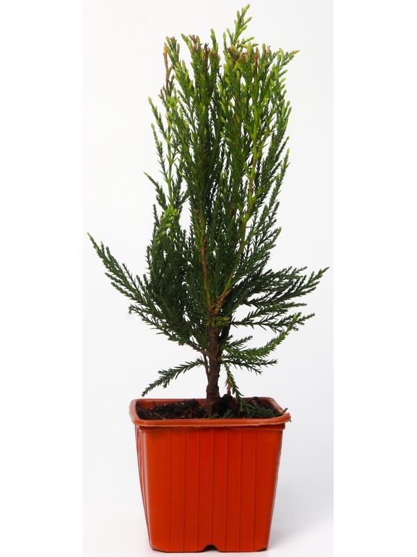 Можжевельник скальный 