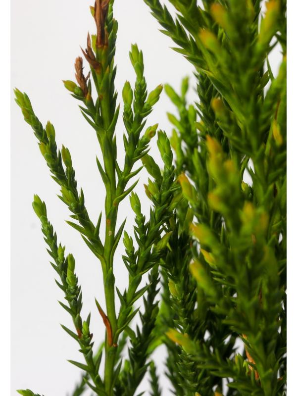 Можжевельник скальный 