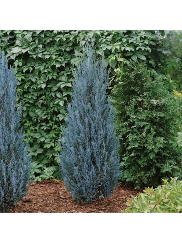 Можжевельник скальный 