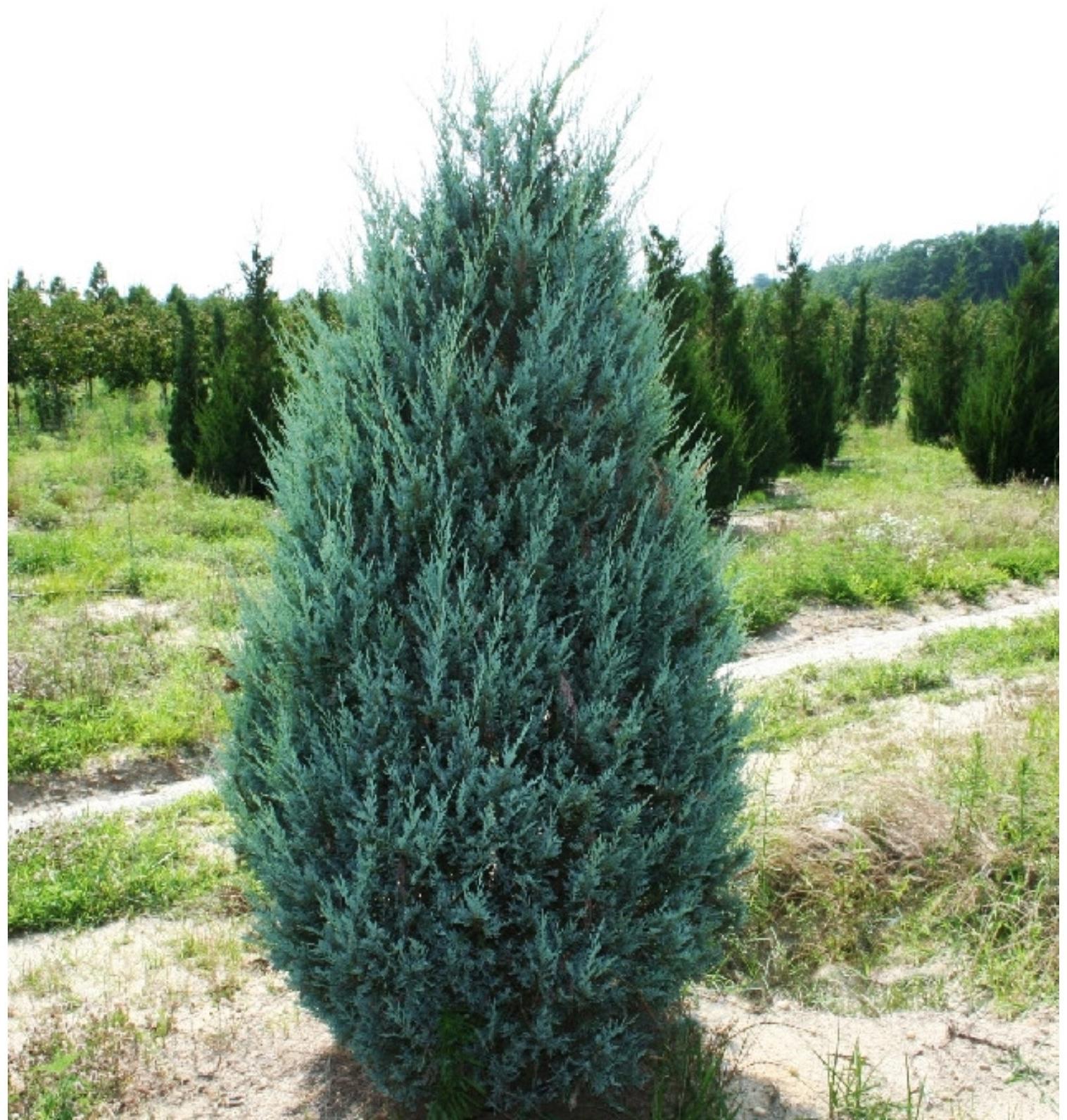 Можжевельник скальный 