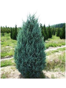 Можжевельник скальный 