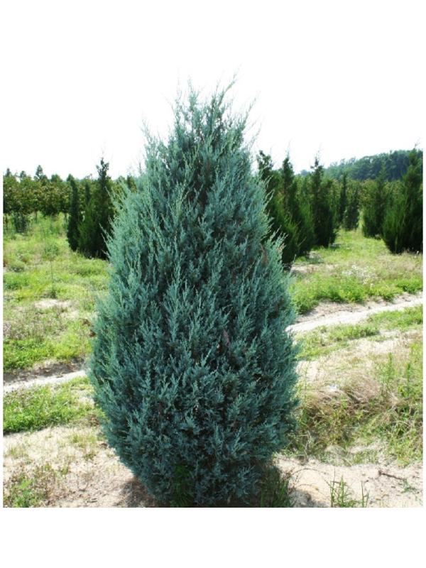 Можжевельник скальный 