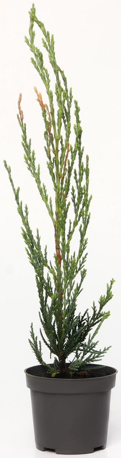 Можжевельник скальный 