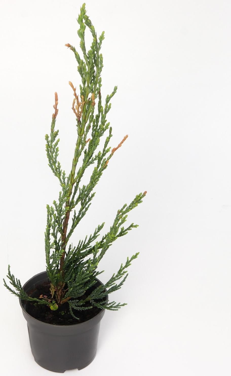 Можжевельник скальный 