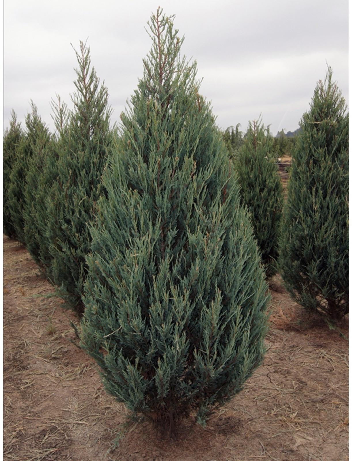 Можжевельник скальный 