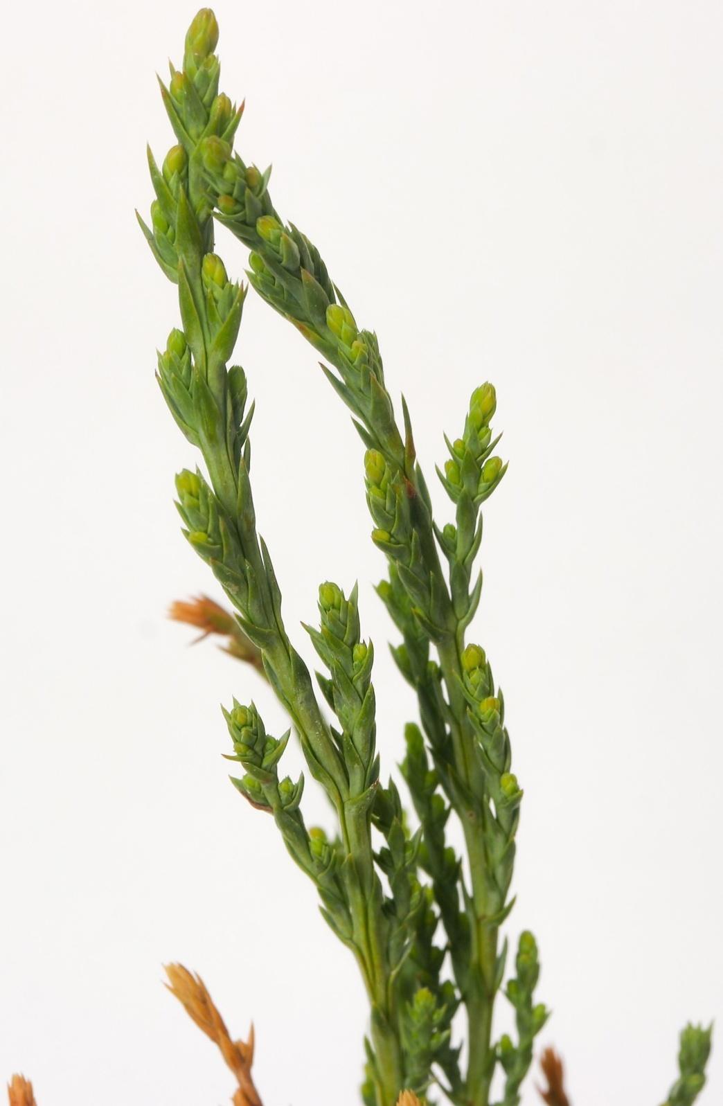 Можжевельник скальный 