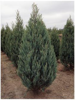 Можжевельник скальный 