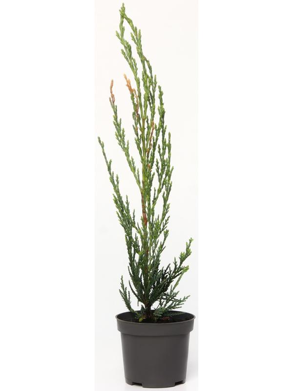 Можжевельник скальный 