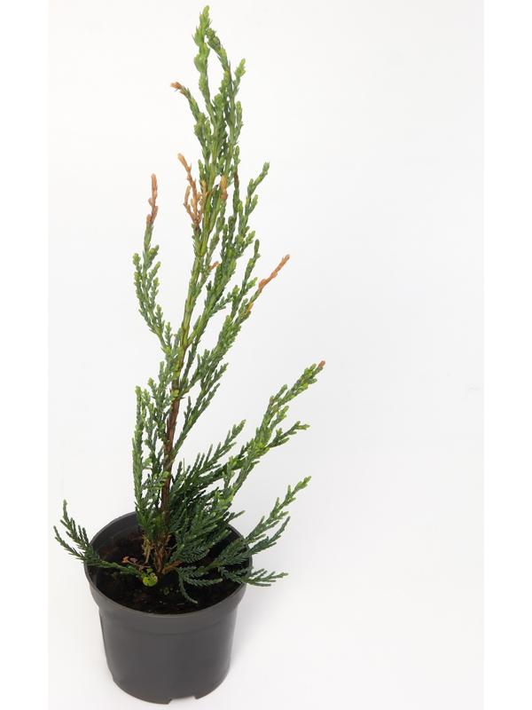 Можжевельник скальный 