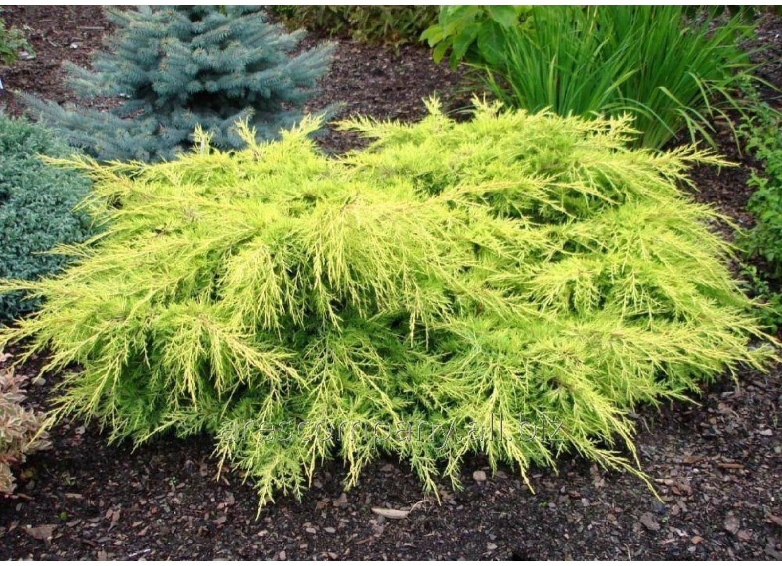 Можжевельник средний 