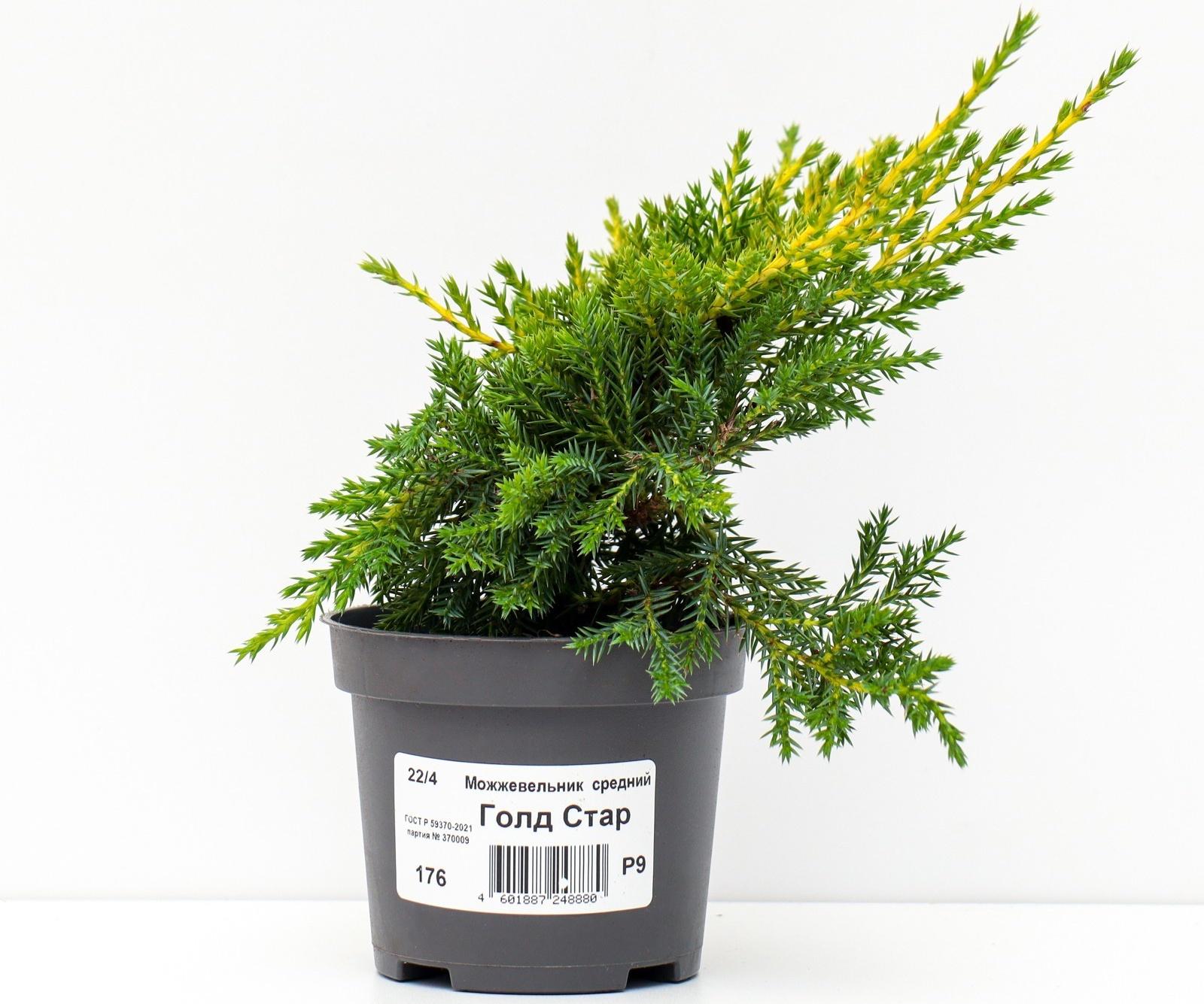 Можжевельник средний 