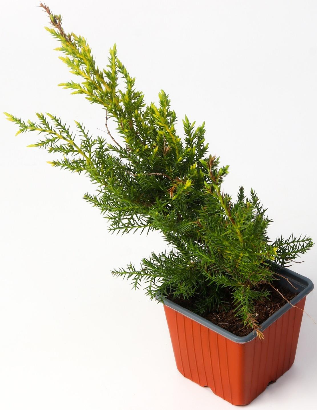 Можжевельник средний 