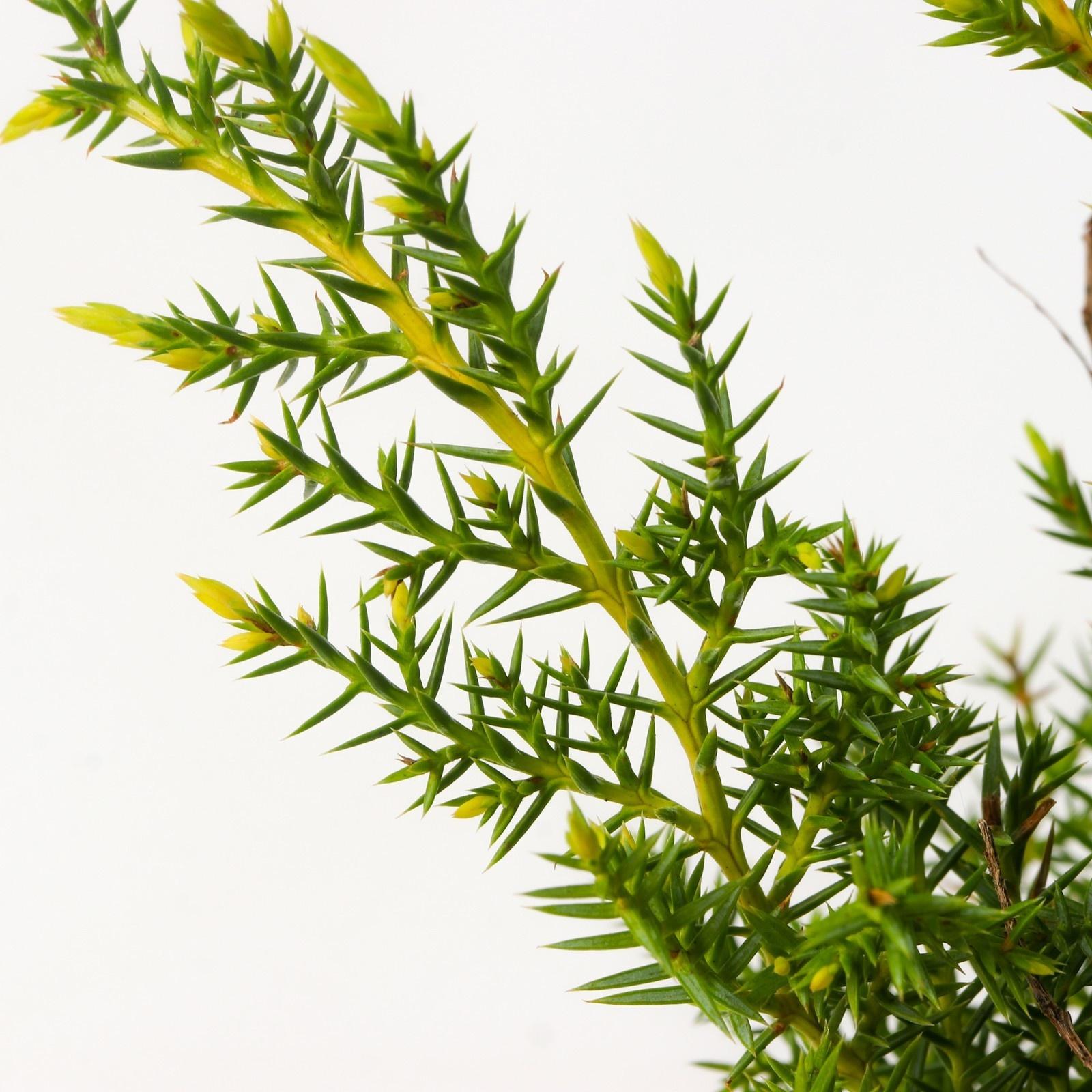 Можжевельник средний 