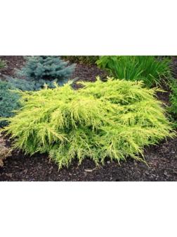 Можжевельник средний 