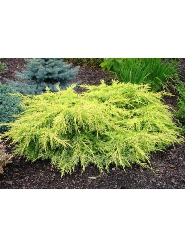 Можжевельник средний 