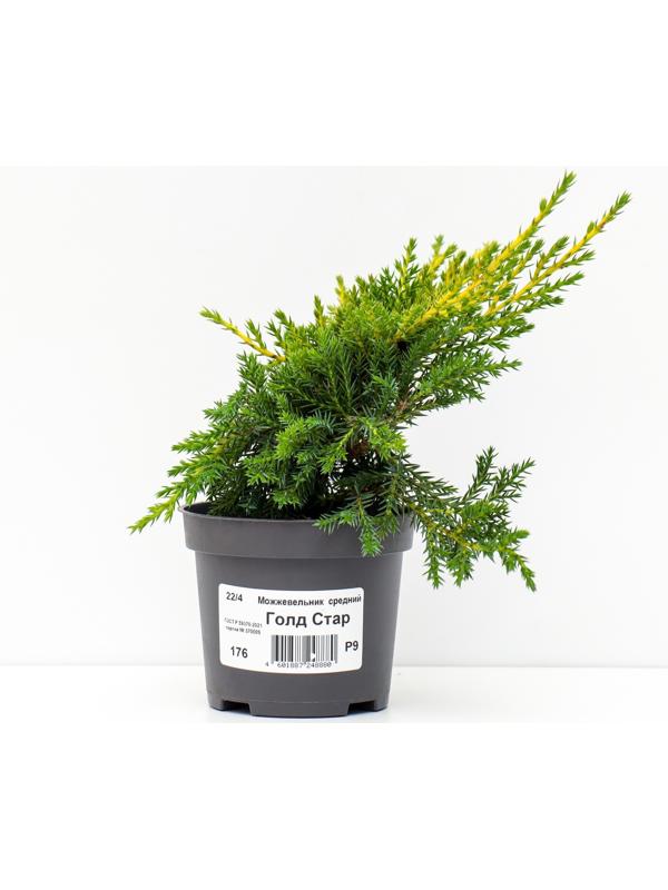 Можжевельник средний 