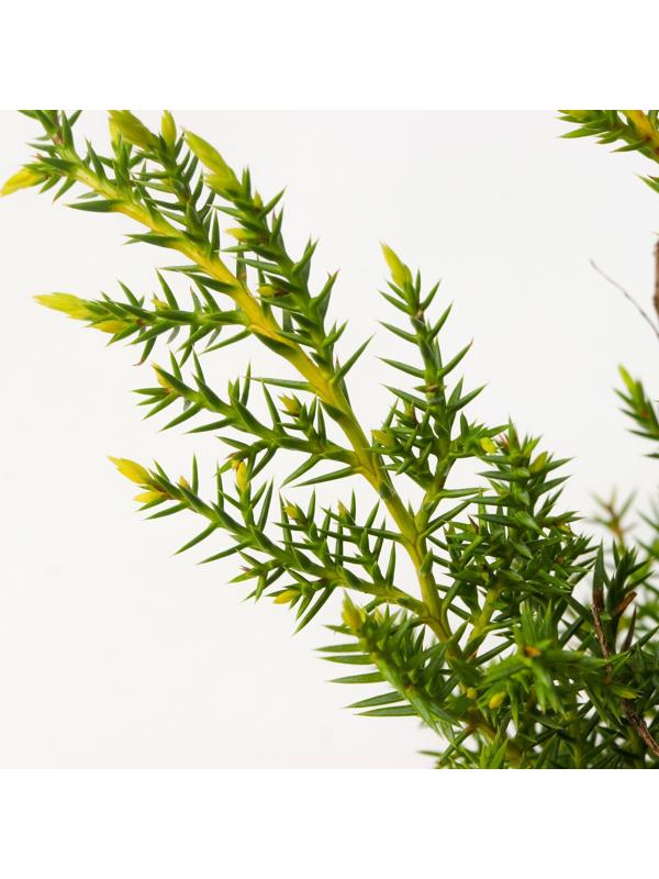 Можжевельник средний 