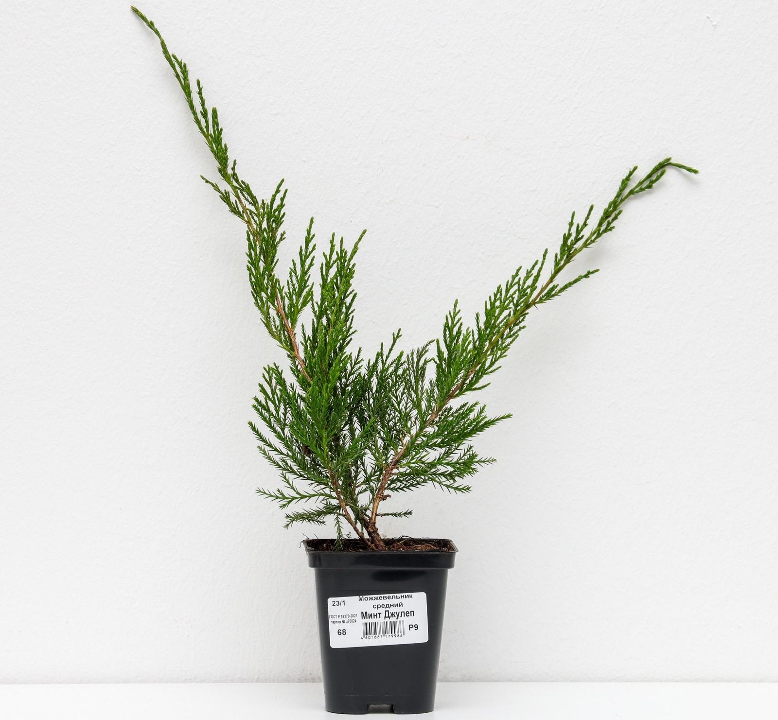 Можжевельник средний 
