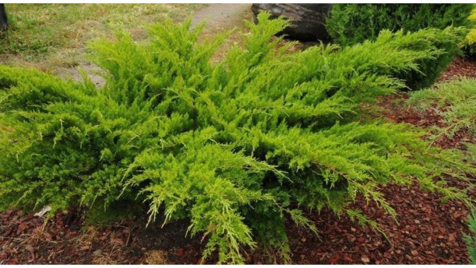 Можжевельник средний 