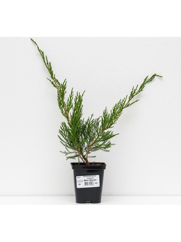 Можжевельник средний 