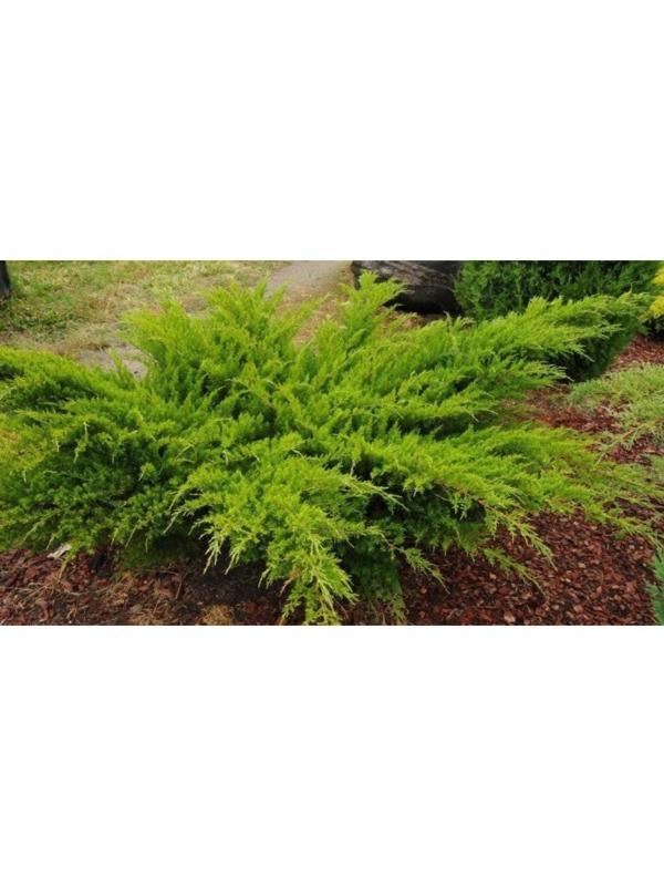 Можжевельник средний 