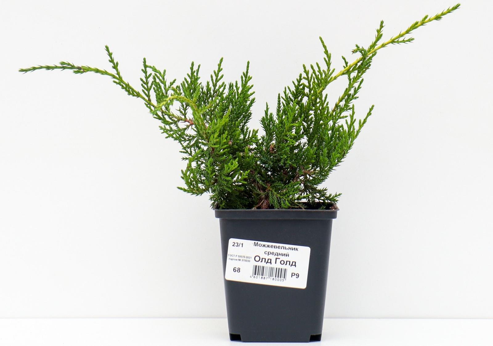 Можжевельник средний 